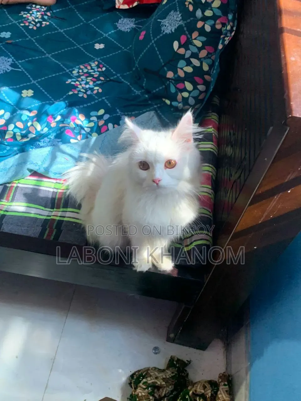 1+ year Female Mixed Breed Persian