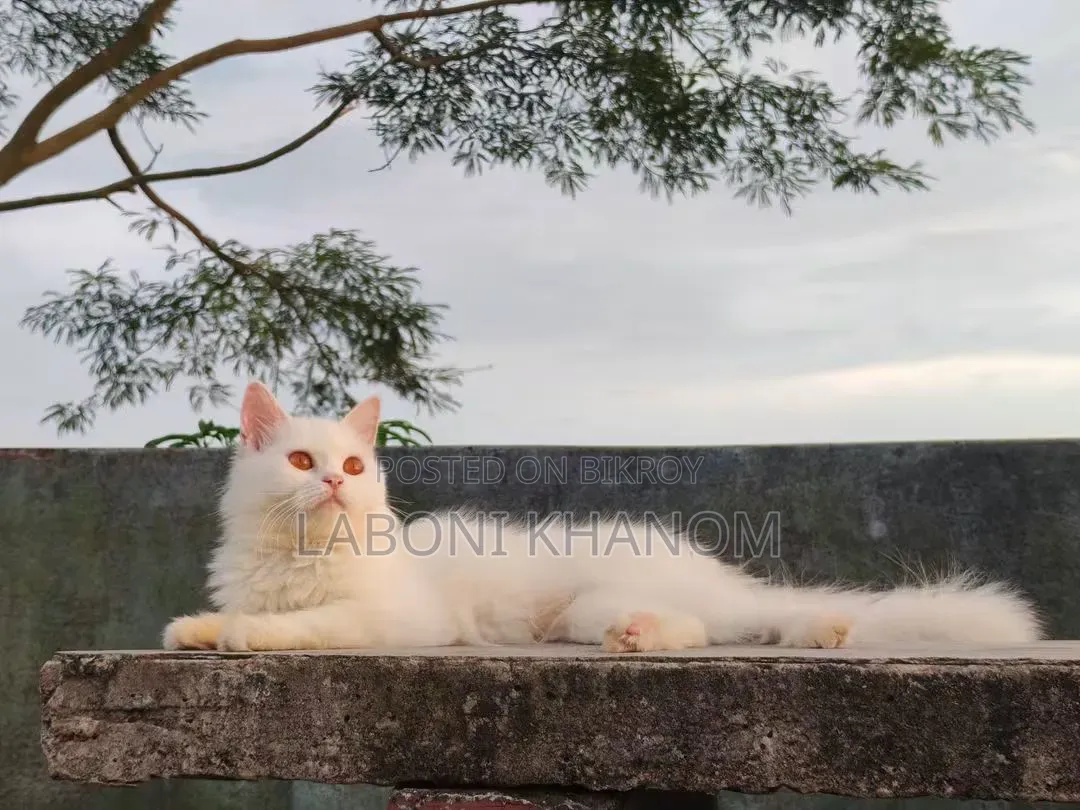 1+ year Female Mixed Breed Persian