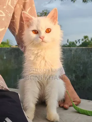 1+ year Female Mixed Breed Persian