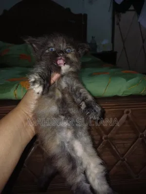 1-3 months Female Purebred Persian