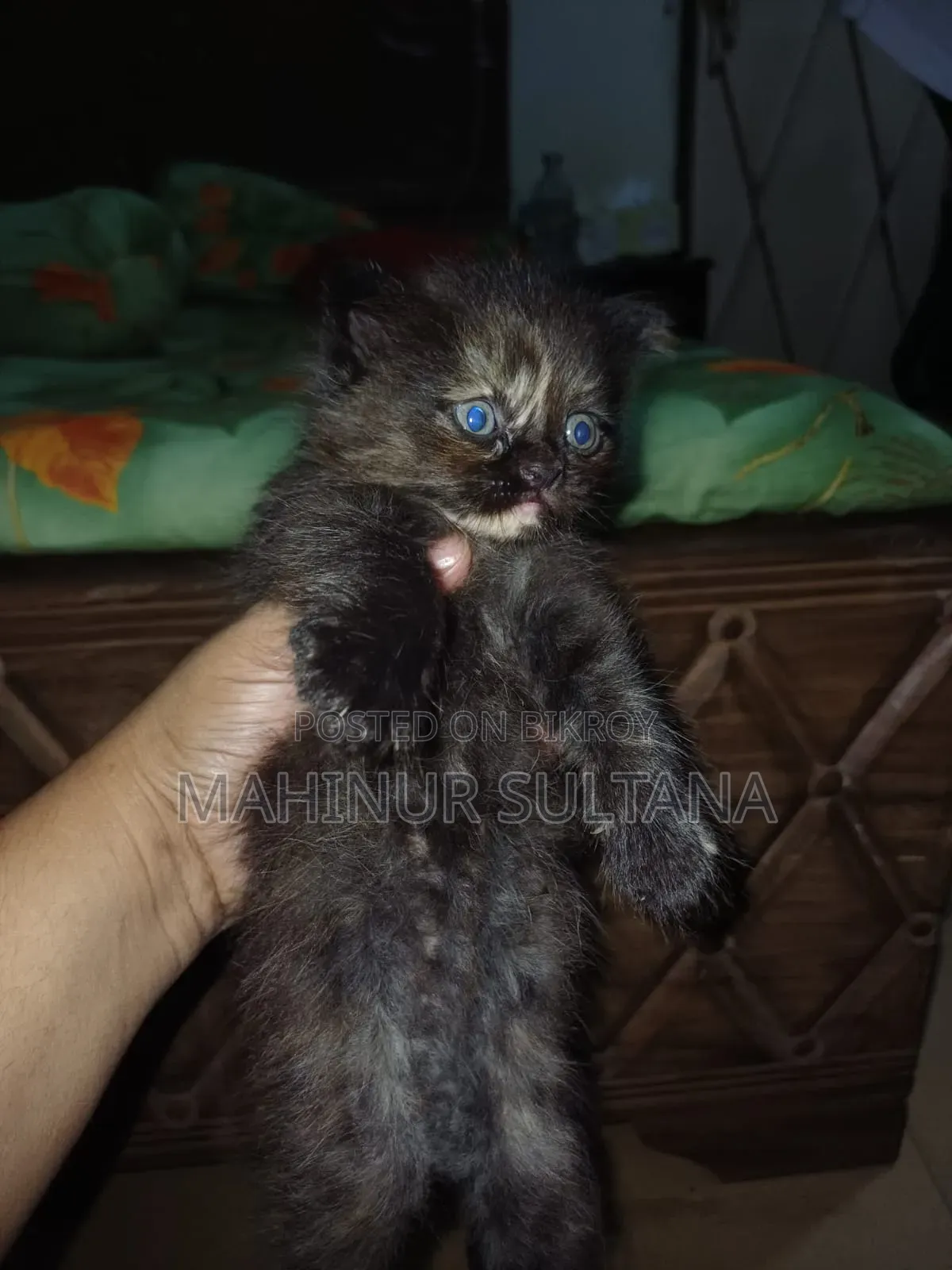 1-3 months Female Purebred Persian