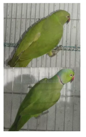 Parrot