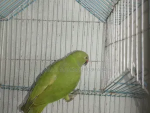 Parrot