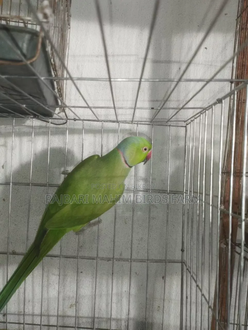 Parrot