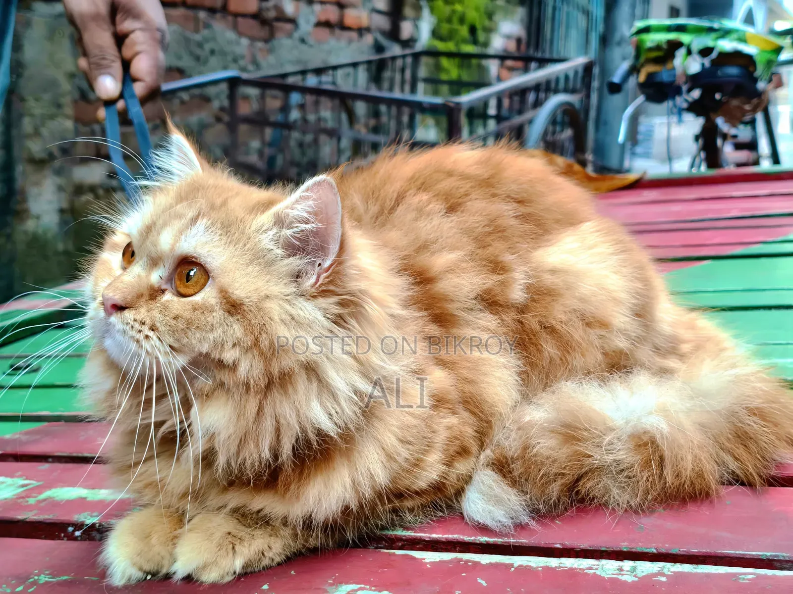 6-12 months Female Purebred Persian
