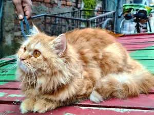 6-12 months Female Purebred Persian