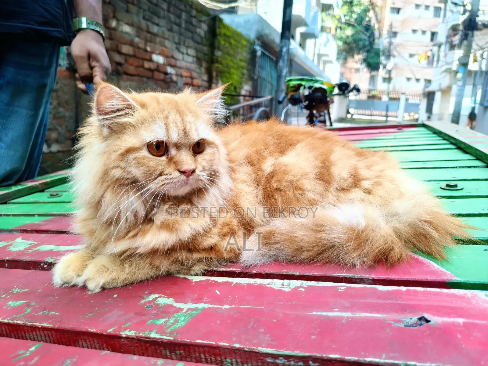 6-12 months Female Purebred Persian