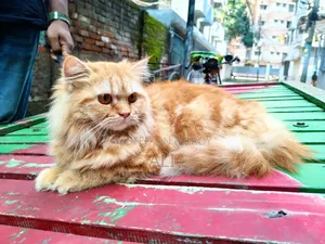6-12 months Female Purebred Persian