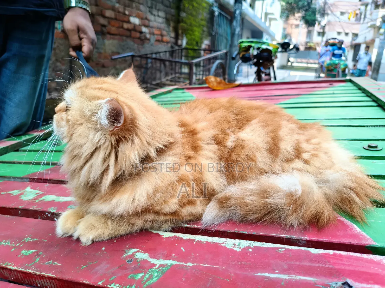6-12 months Female Purebred Persian