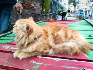 6-12 months Female Purebred Persian