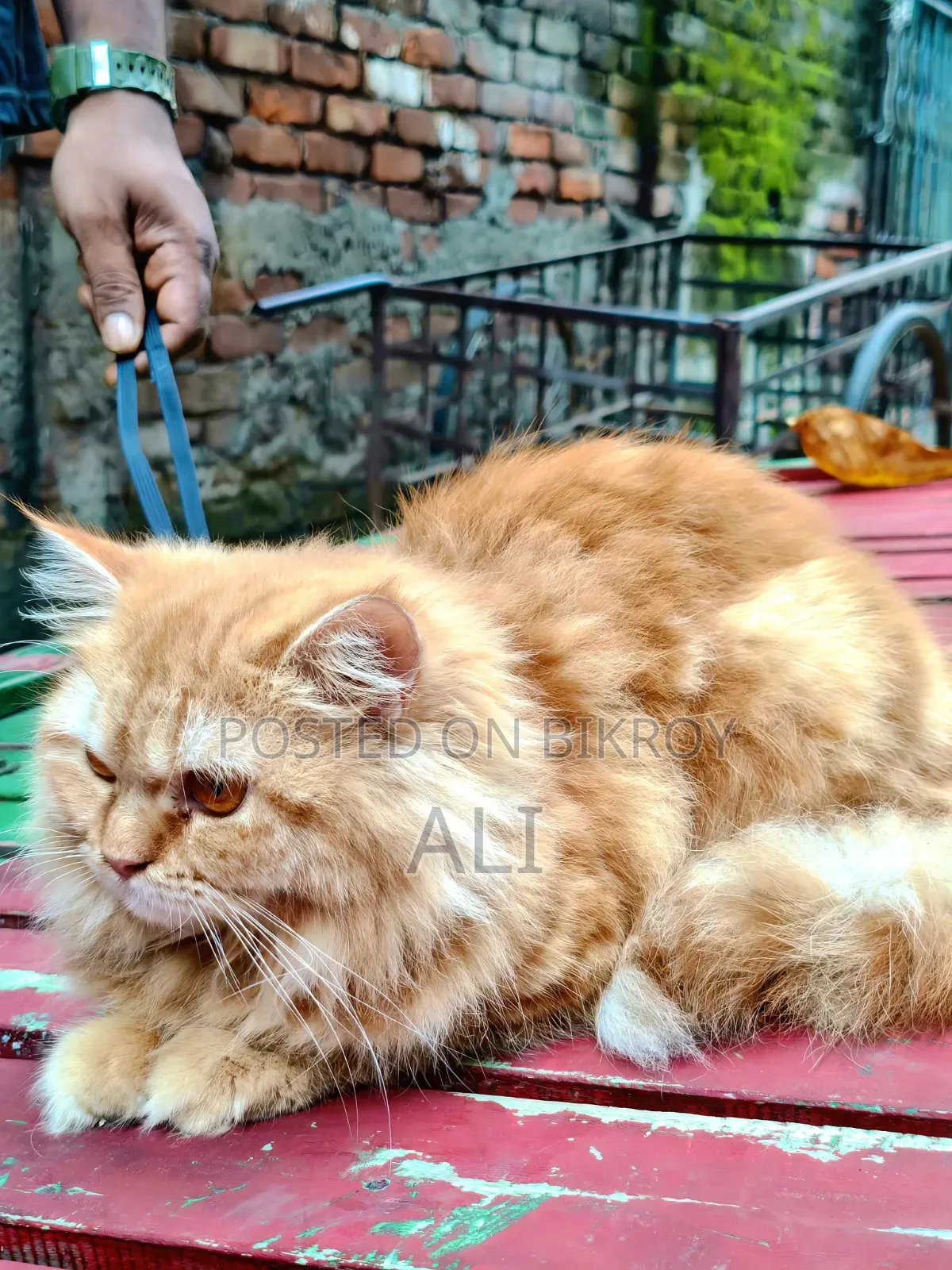 6-12 months Female Purebred Persian