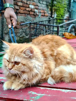6-12 months Female Purebred Persian