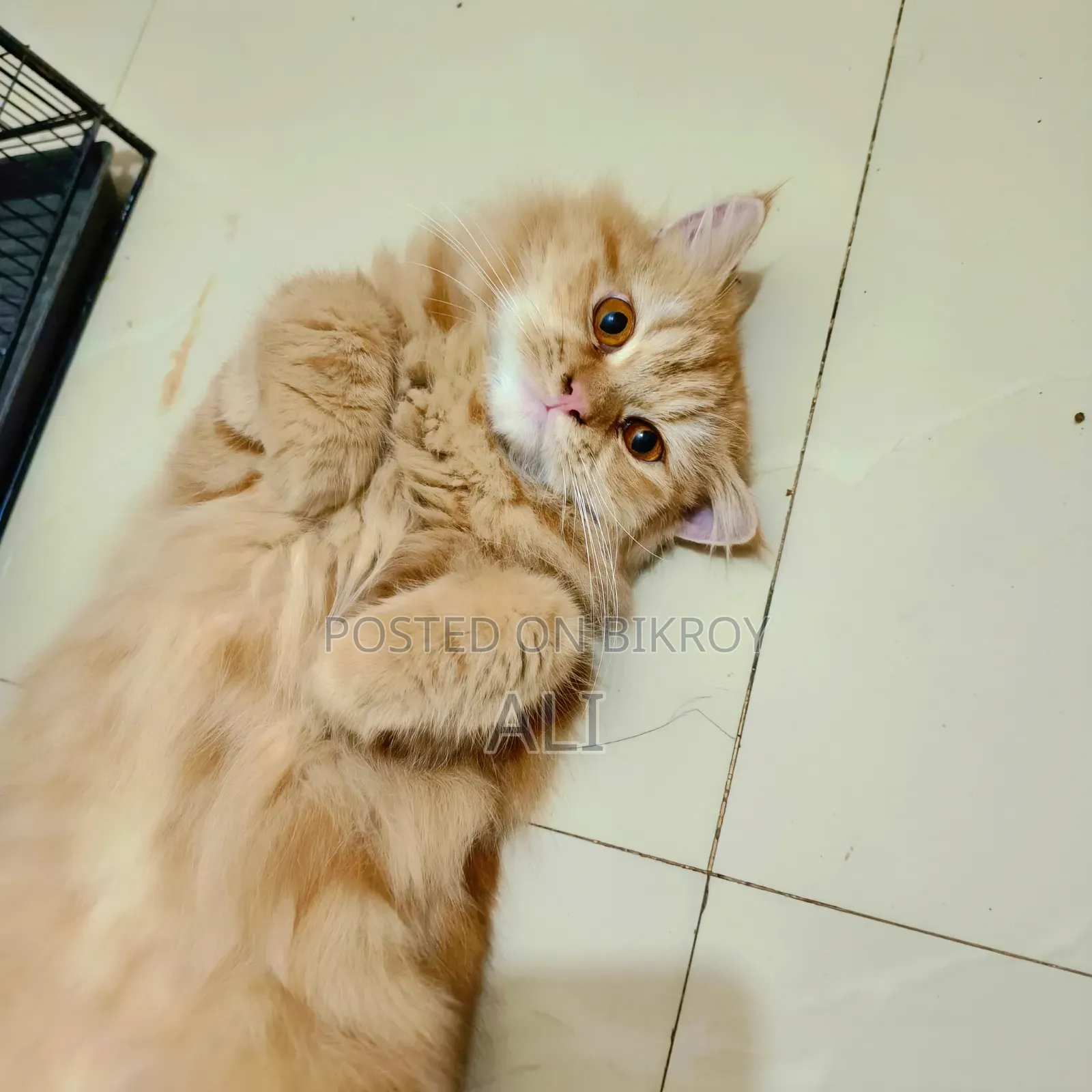 6-12 months Female Purebred Persian