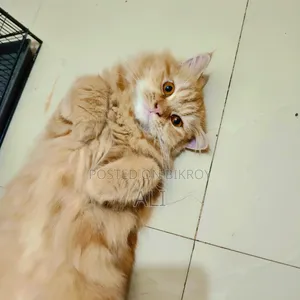 6-12 months Female Purebred Persian