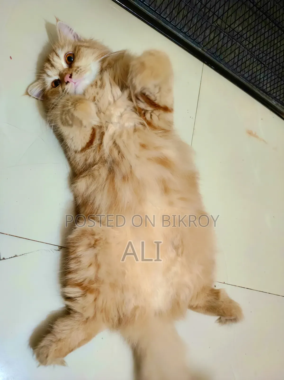 6-12 months Female Purebred Persian