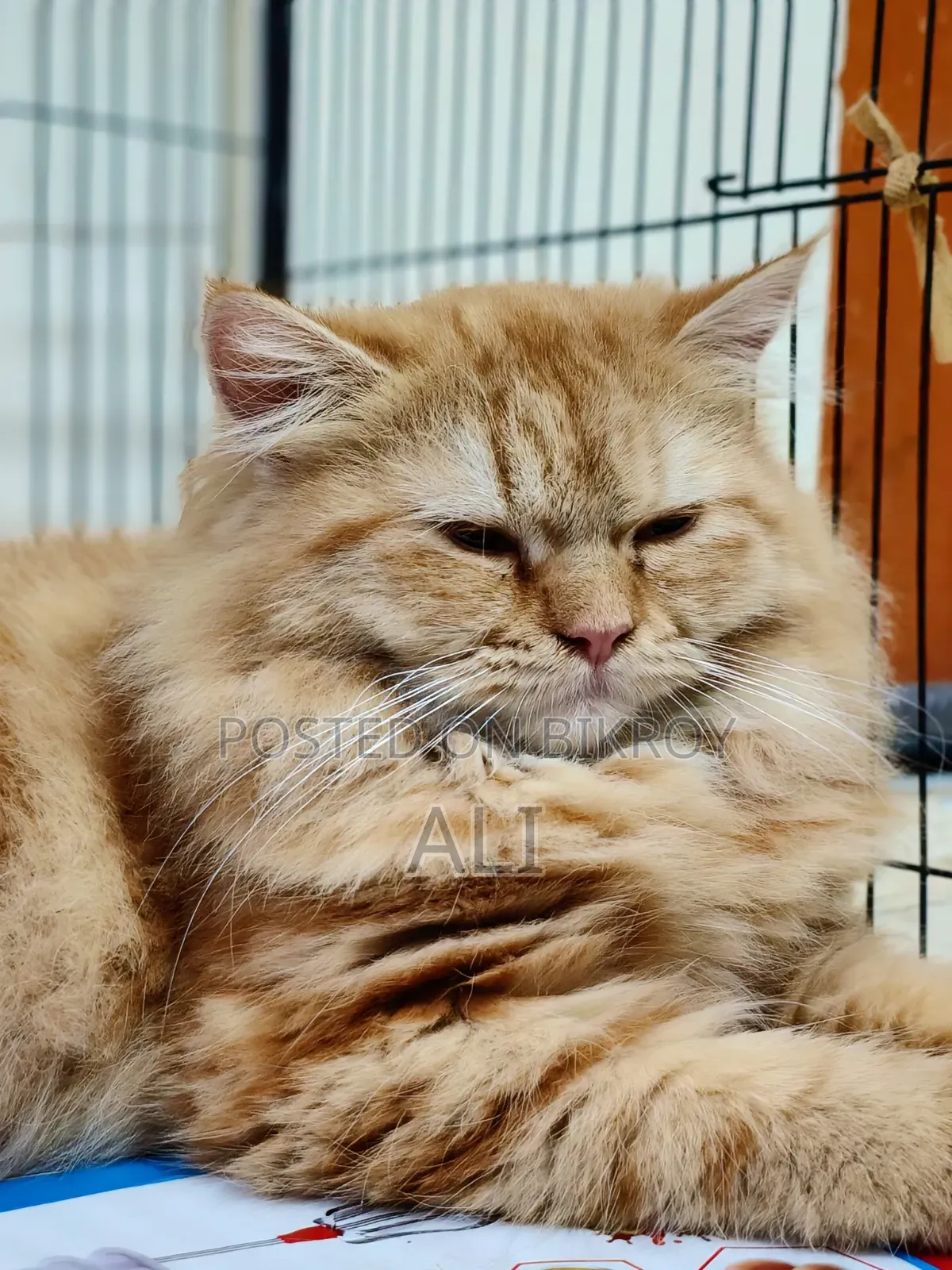 6-12 months Female Purebred Persian