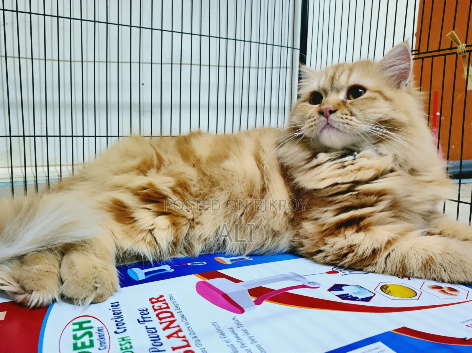 6-12 months Female Purebred Persian