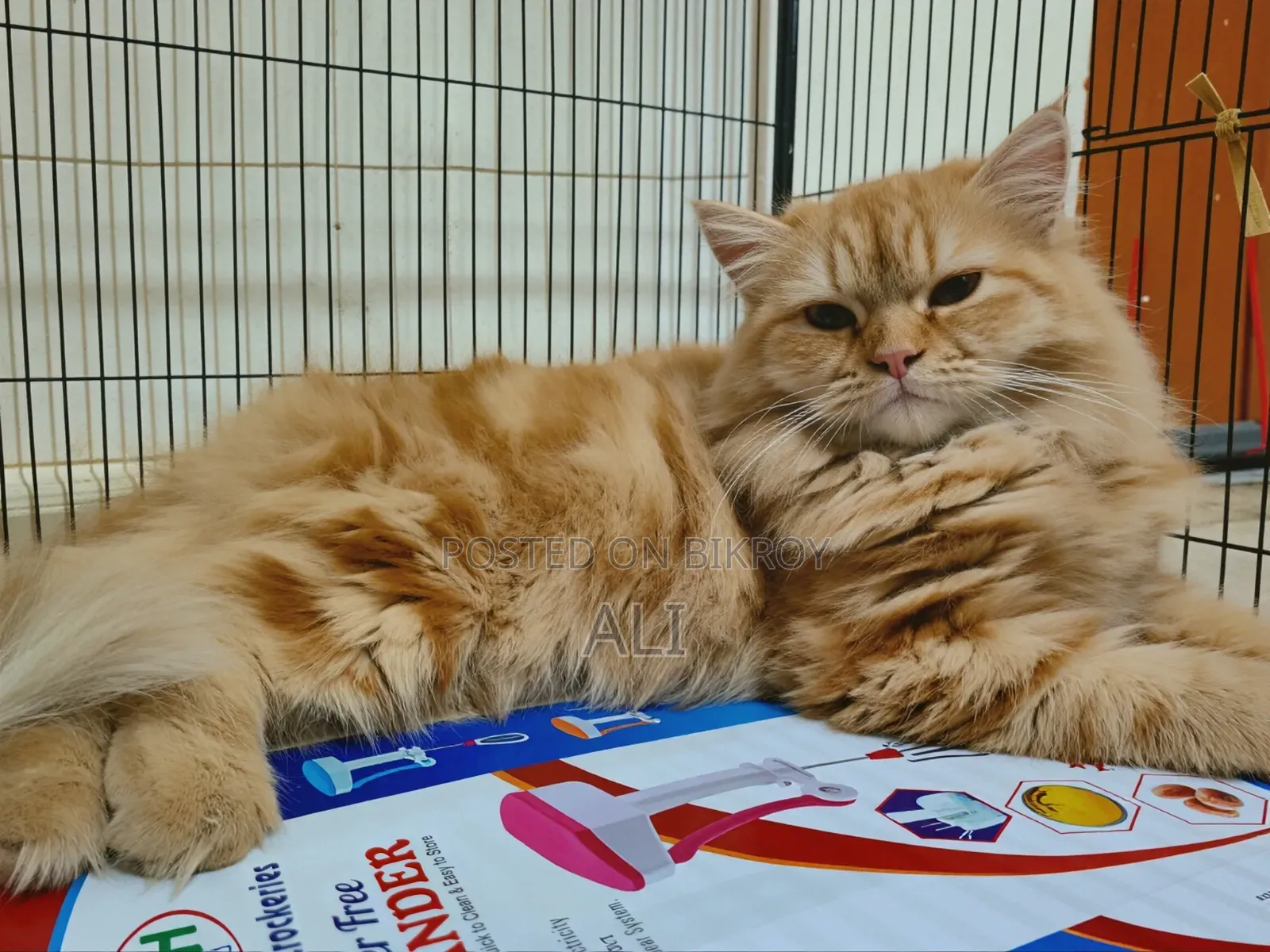 6-12 months Female Purebred Persian