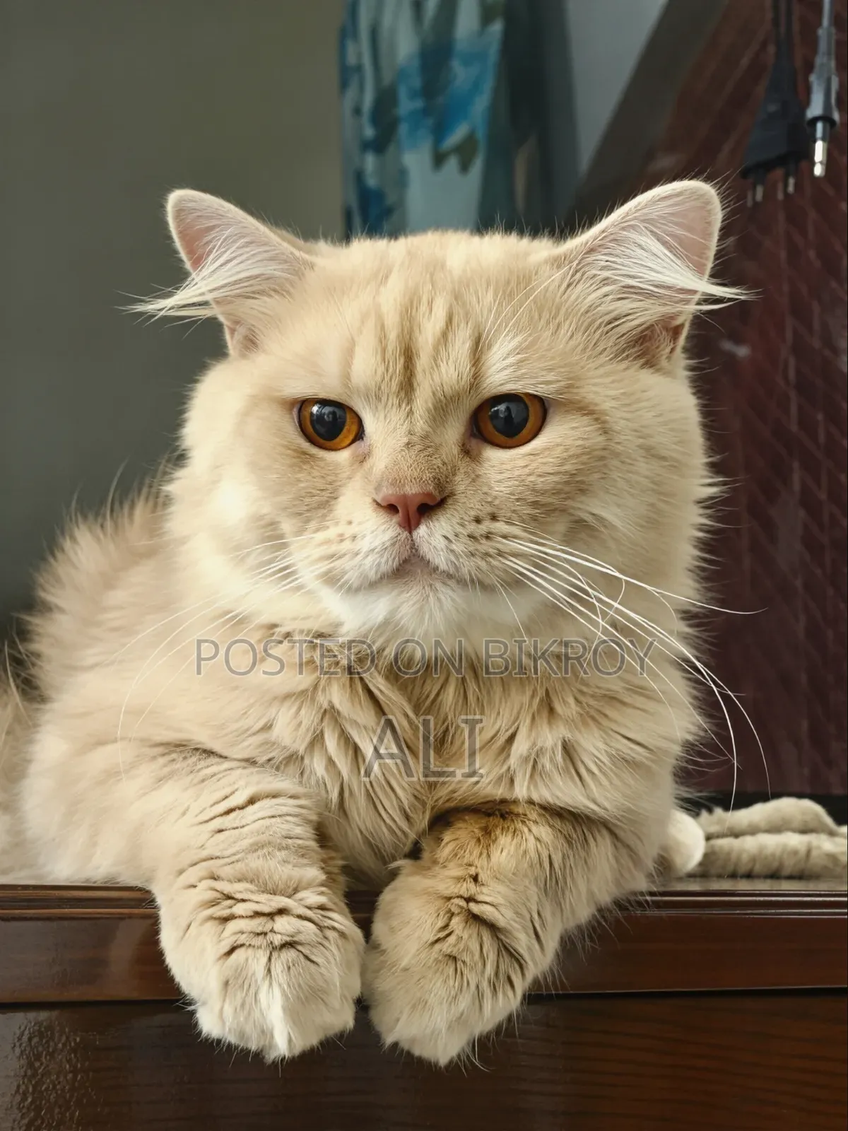 6-12 months Female Purebred Persian