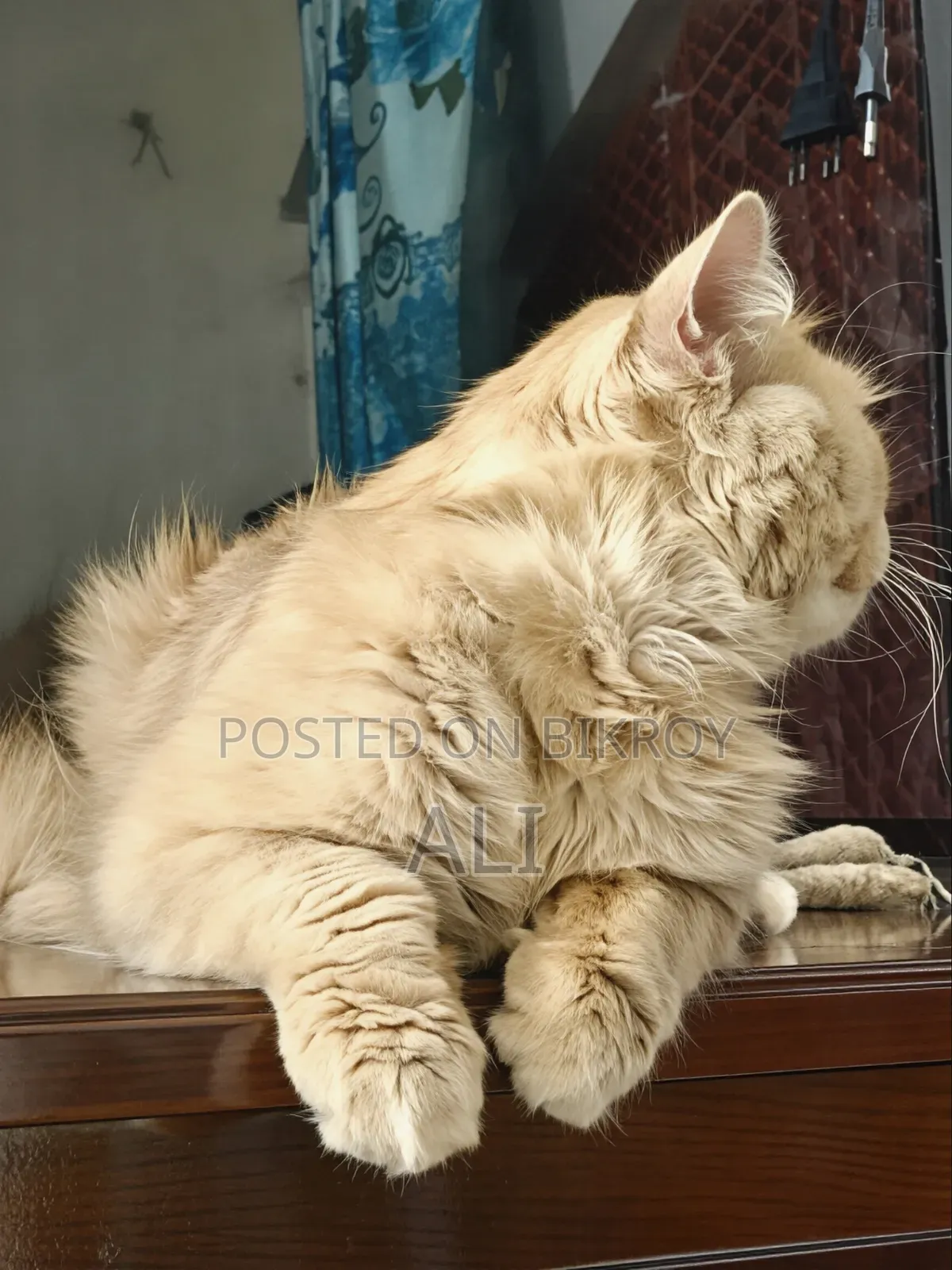 6-12 months Female Purebred Persian
