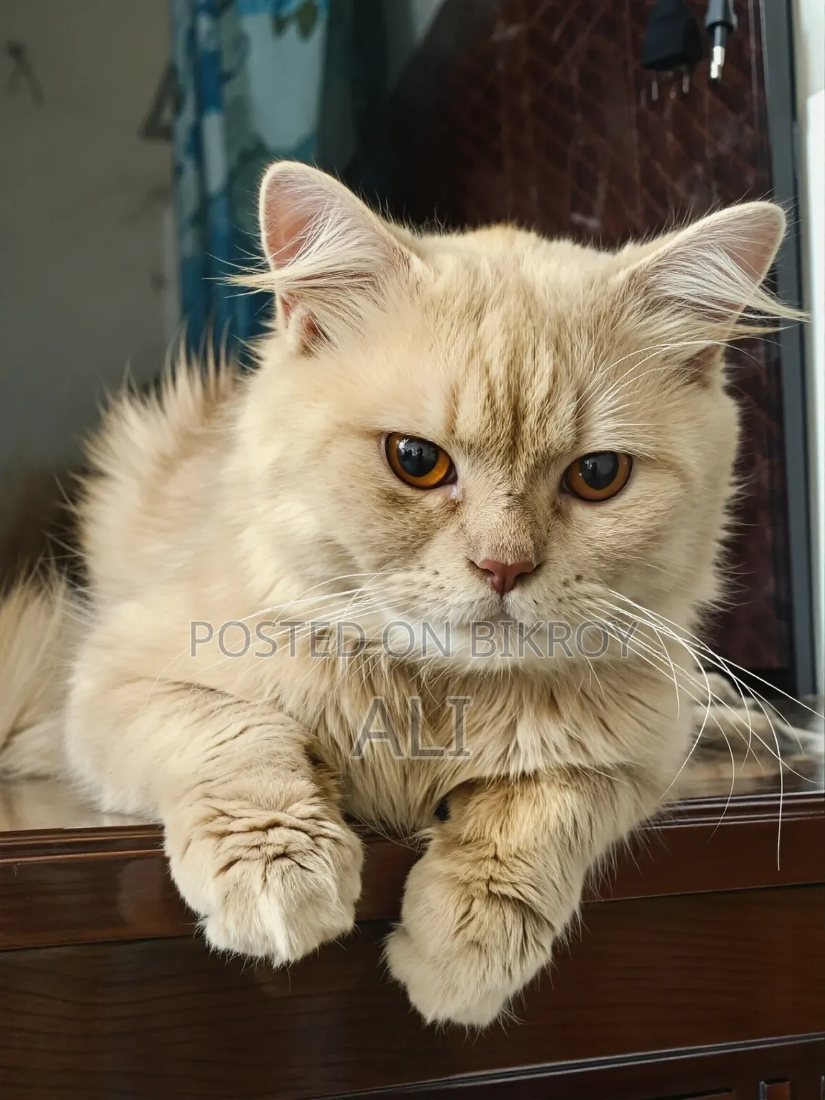 6-12 months Female Purebred Persian