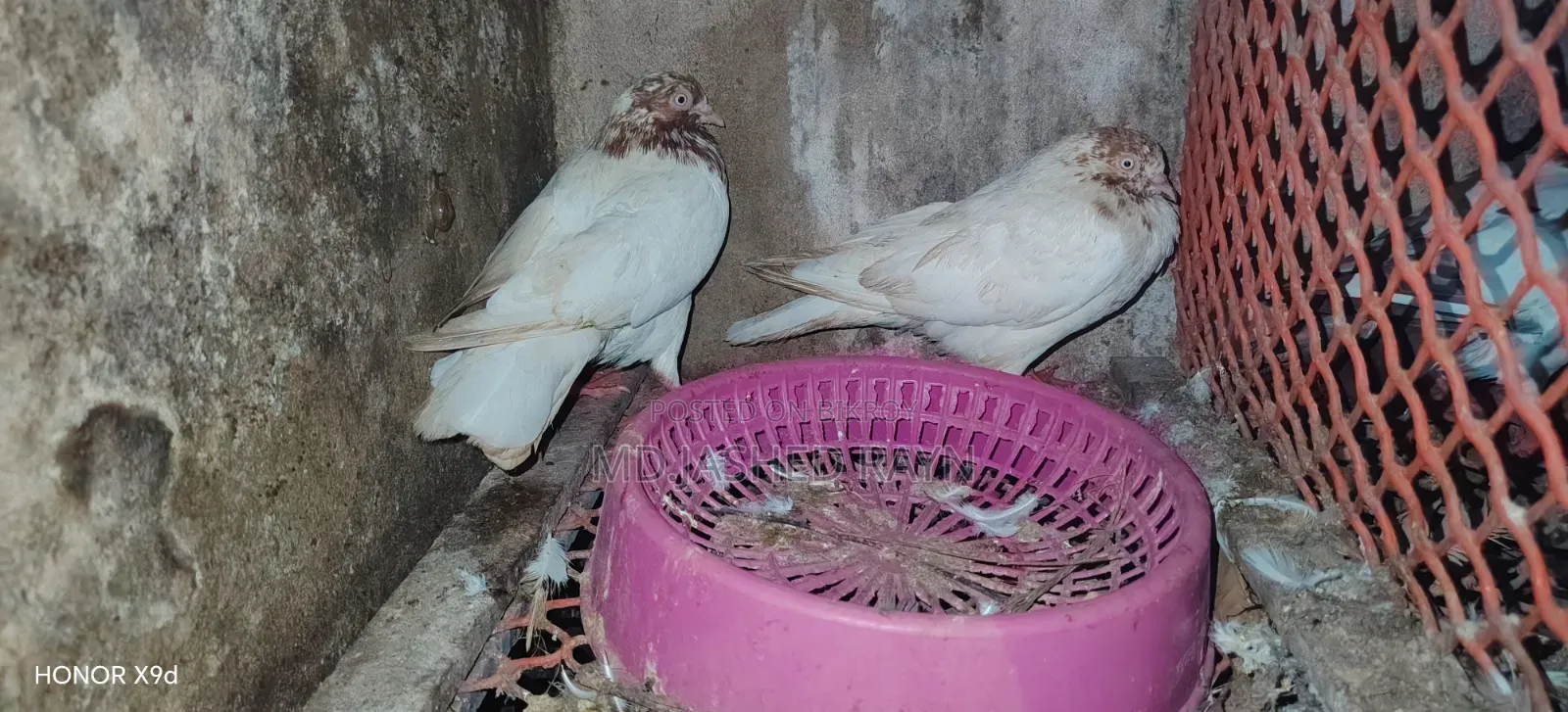 Giribaj Pigeon