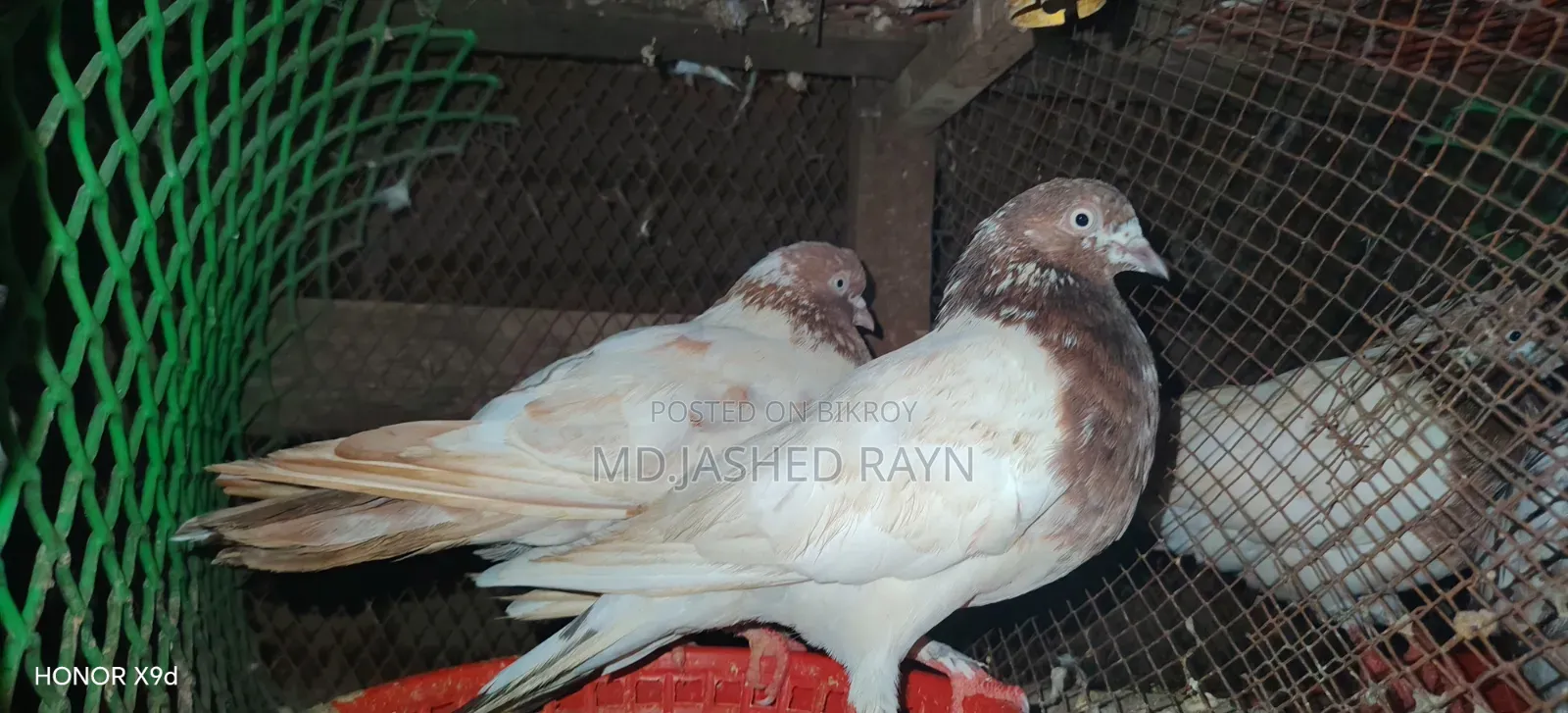 Giribaj Pigeon