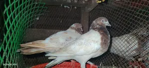 Giribaj Pigeon