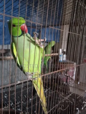 Parrot fully tame sometimes says Mithu Mithu