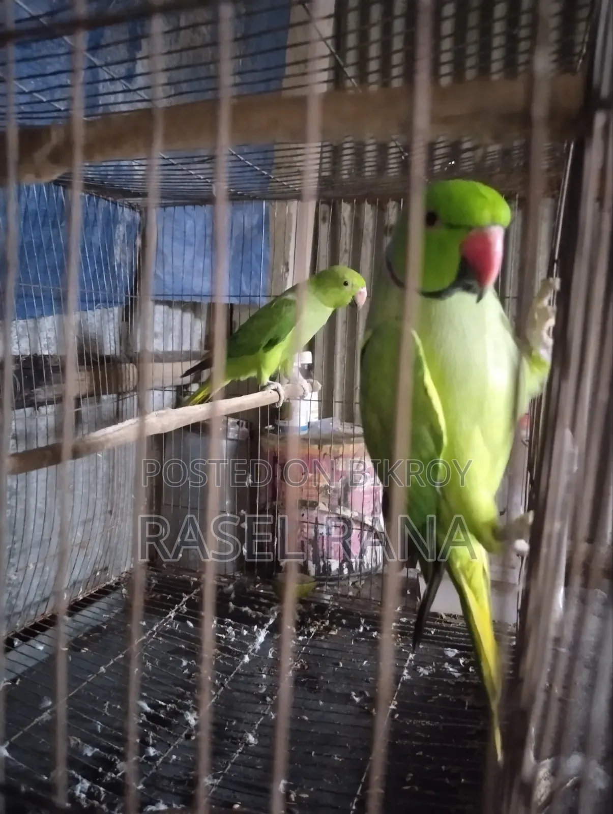 Parrot fully tame sometimes says Mithu Mithu
