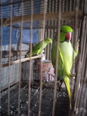 Parrot fully tame sometimes says Mithu Mithu