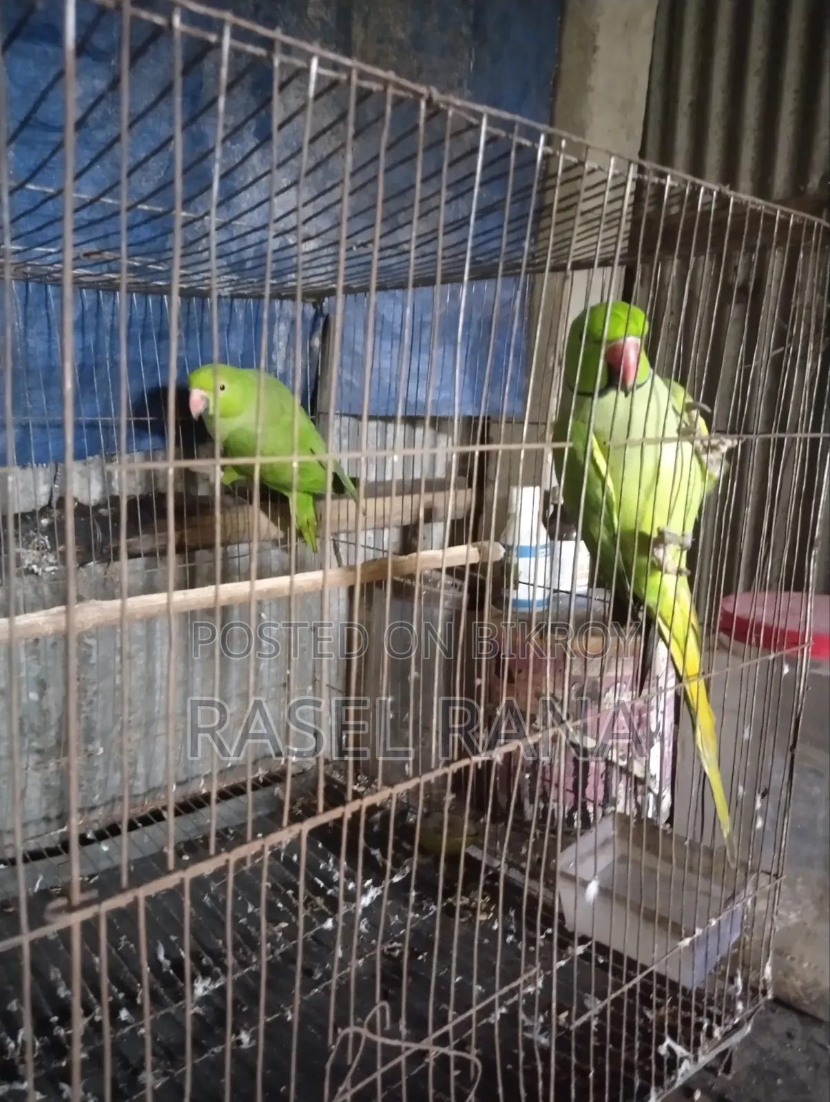 Parrot fully tame sometimes says Mithu Mithu