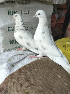 বাসায় কয়েল টা মাদি আছে