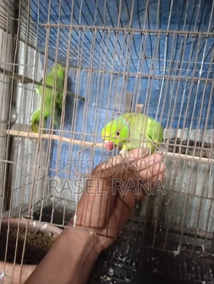 Parrot fully tame sometimes says Mithu Mithu