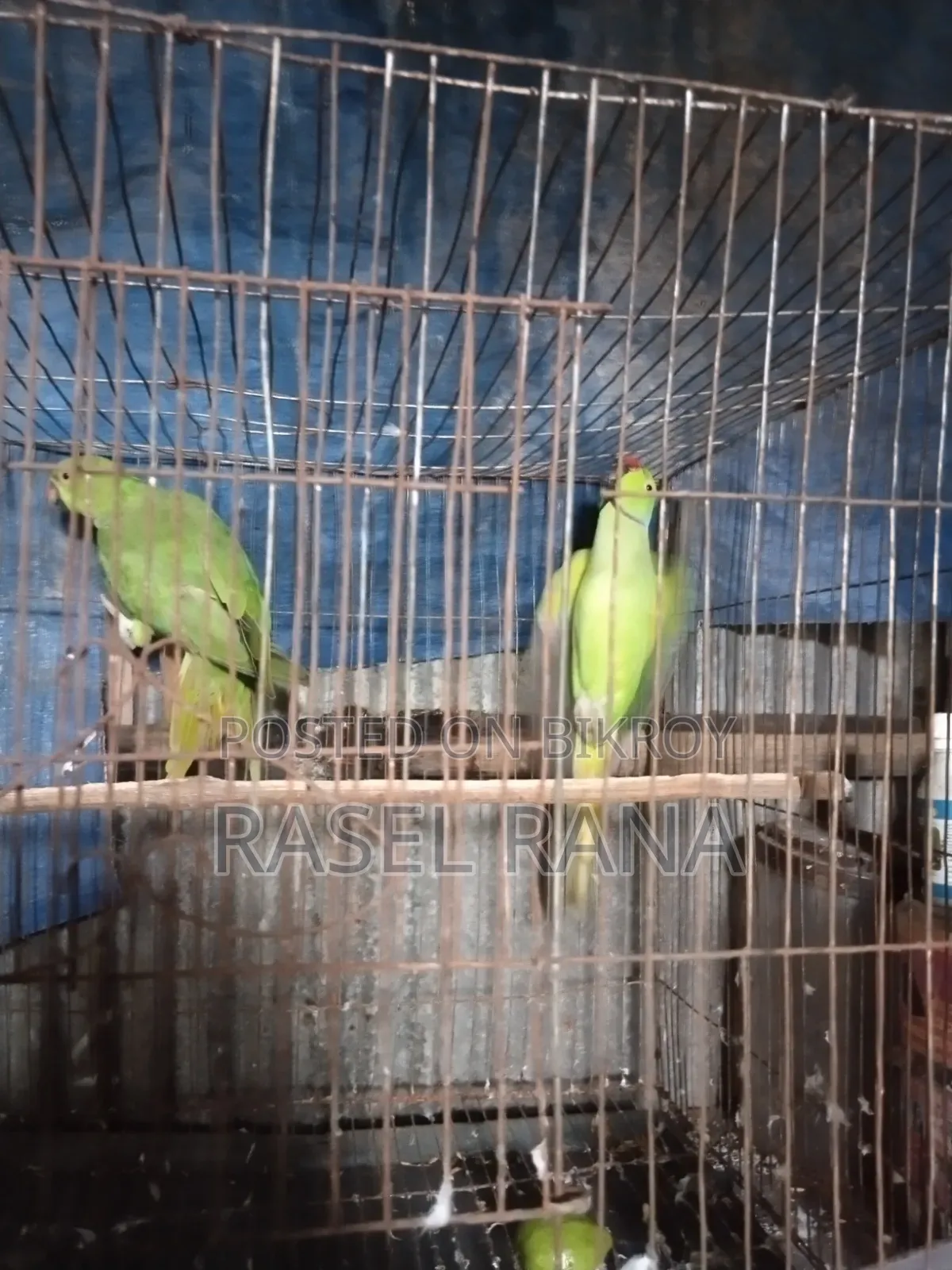 Parrot fully tame sometimes says Mithu Mithu