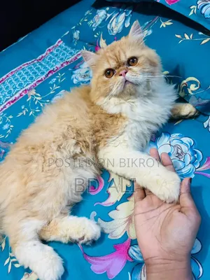 6-12 Months Male Purebred Persian