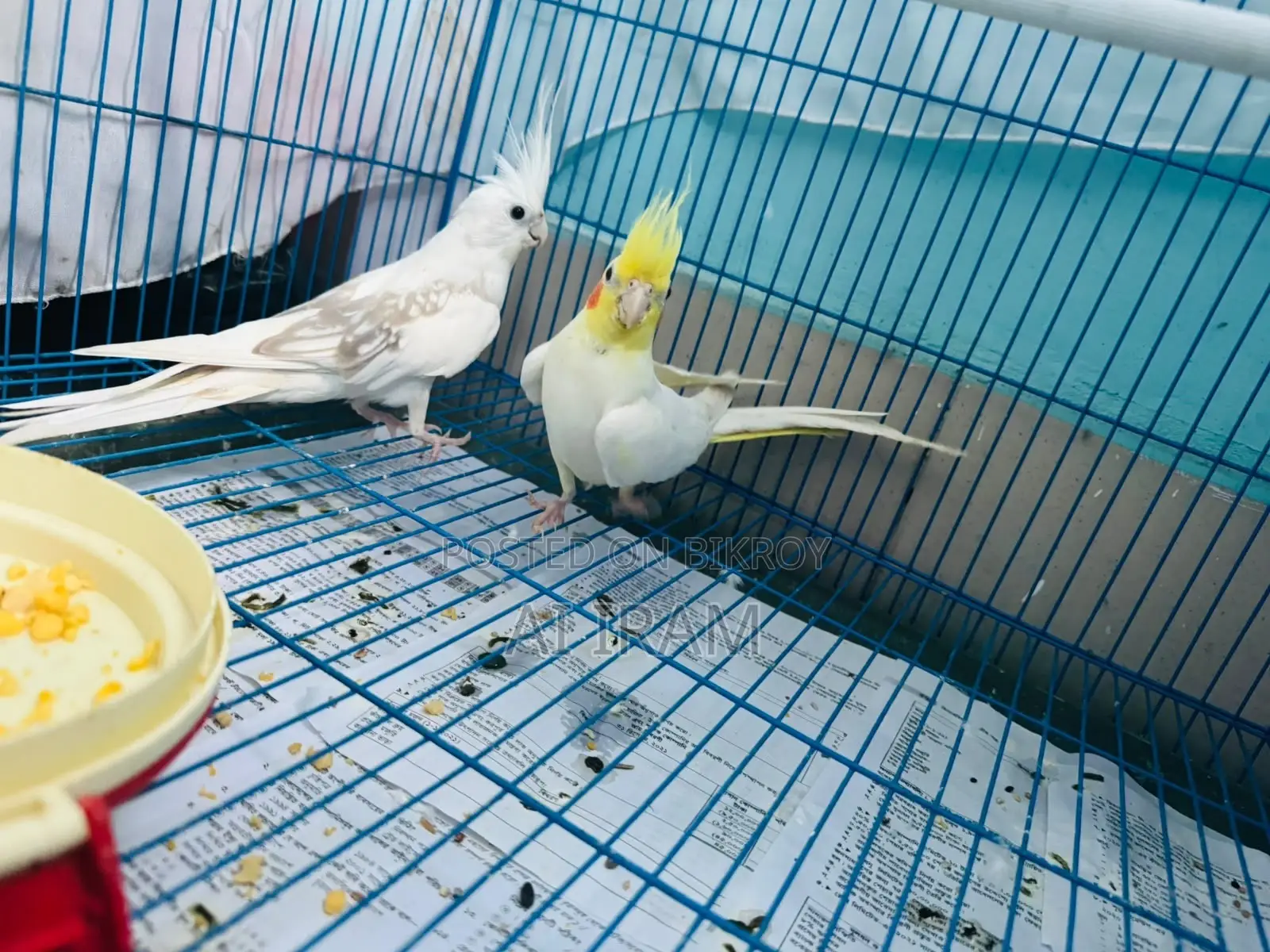 Cockatiel Pair With Full Setup