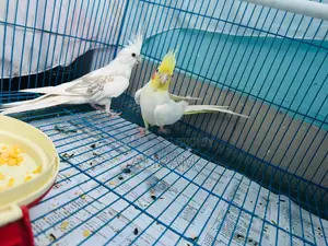 Cockatiel Pair With Full Setup