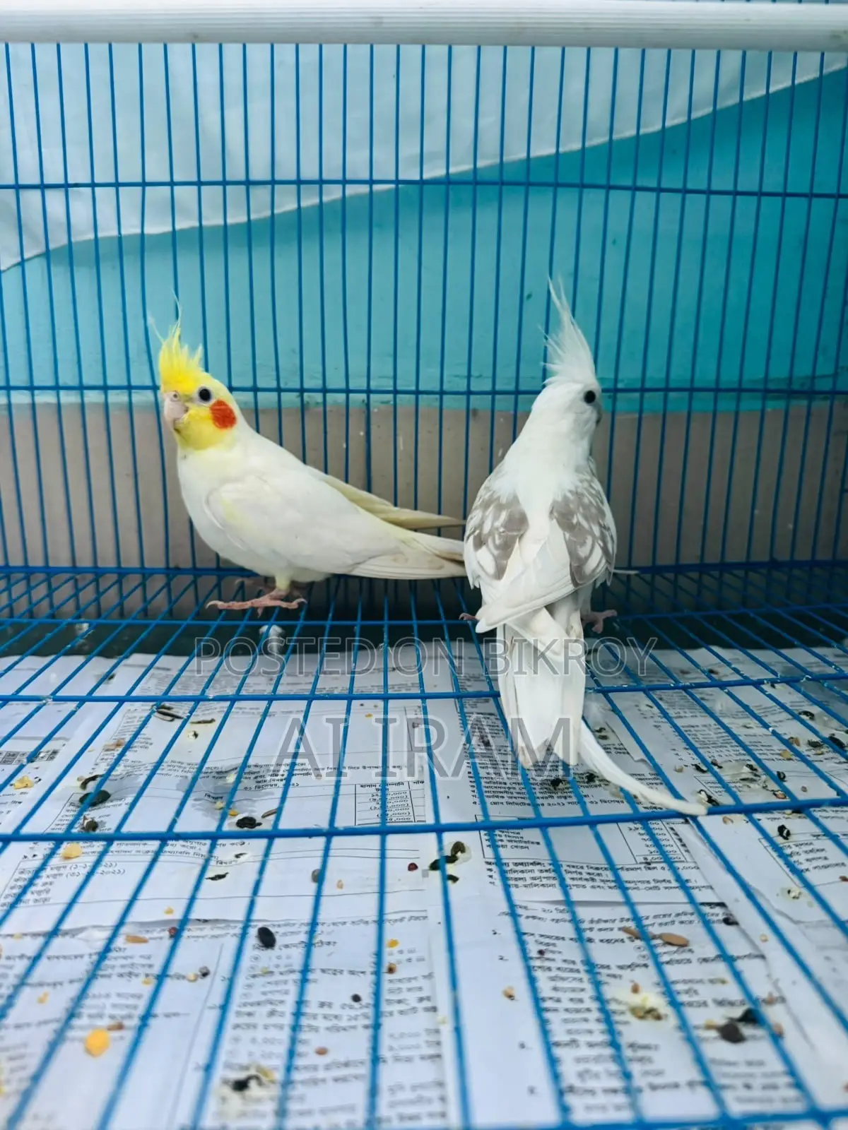 Cockatiel Pair With Full Setup