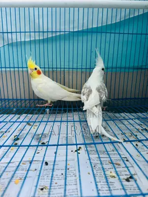 Cockatiel Pair With Full Setup