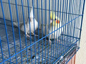Cockatiel Pair With Full Setup