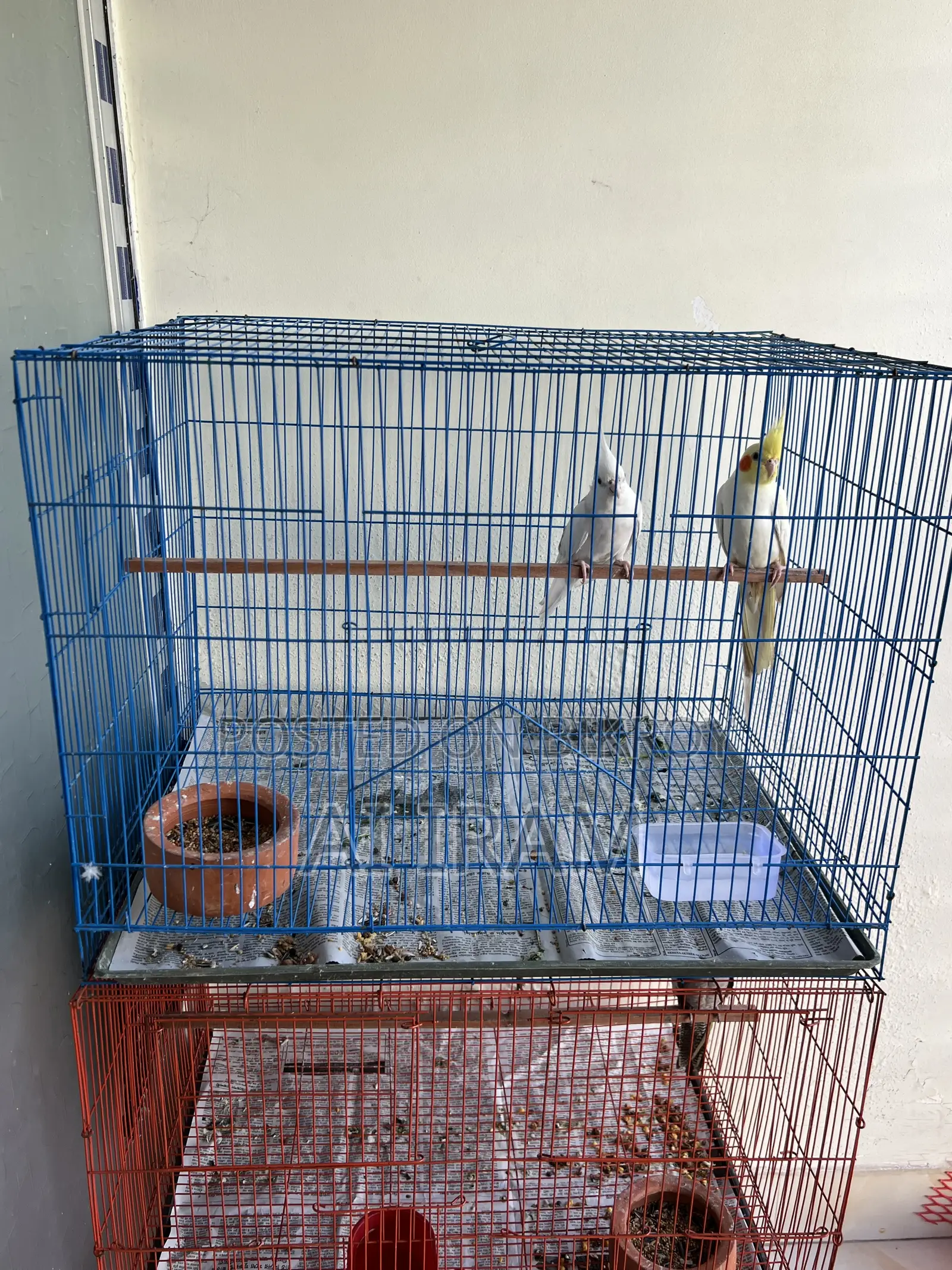 Cockatiel Pair With Full Setup