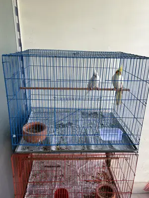 Cockatiel Pair With Full Setup