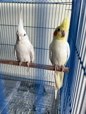 Cockatiel Pair With Full Setup