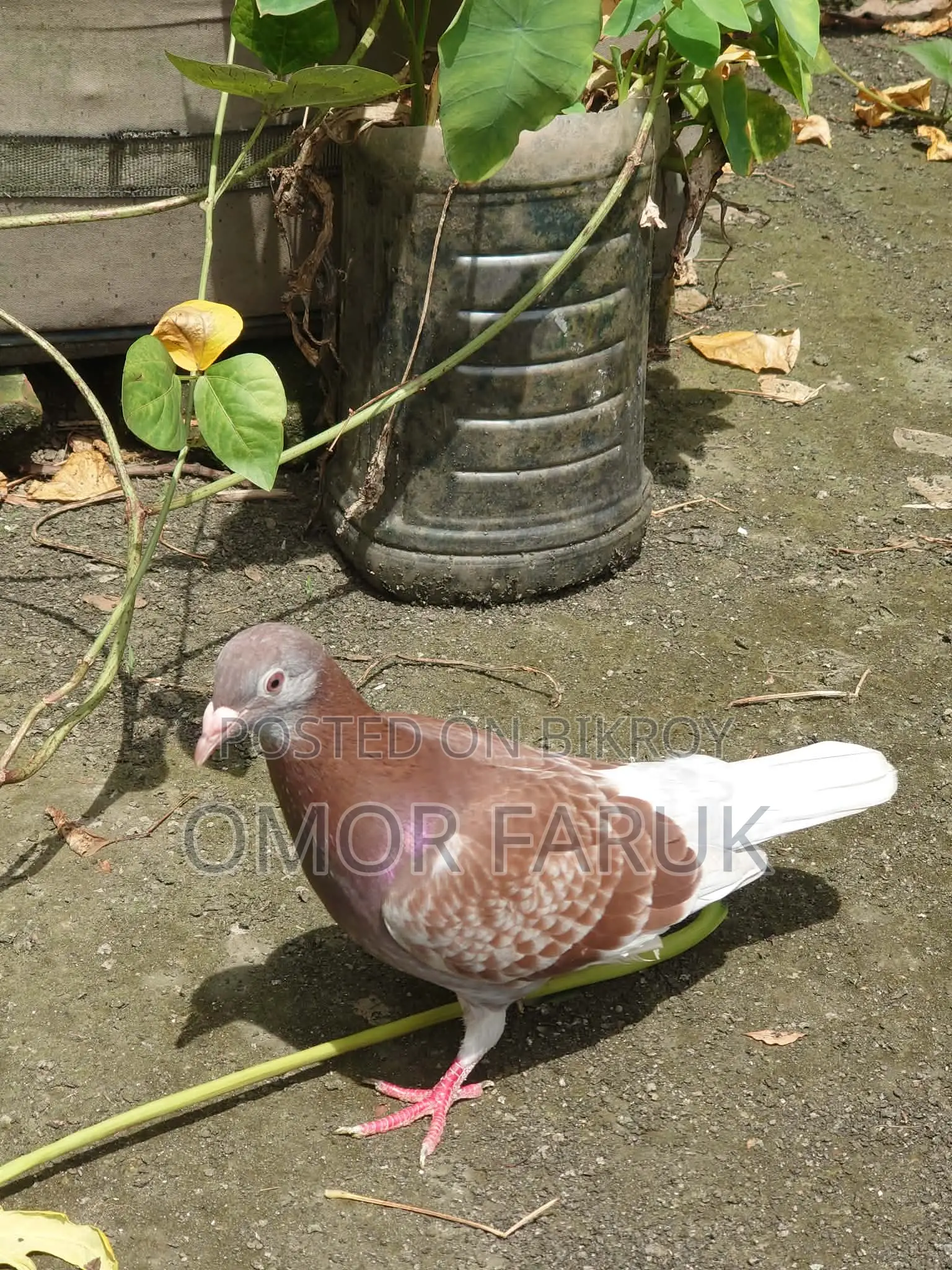 রেড চেকার