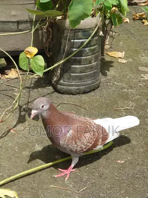 রেড চেকার