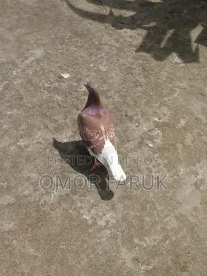 রেড চেকার