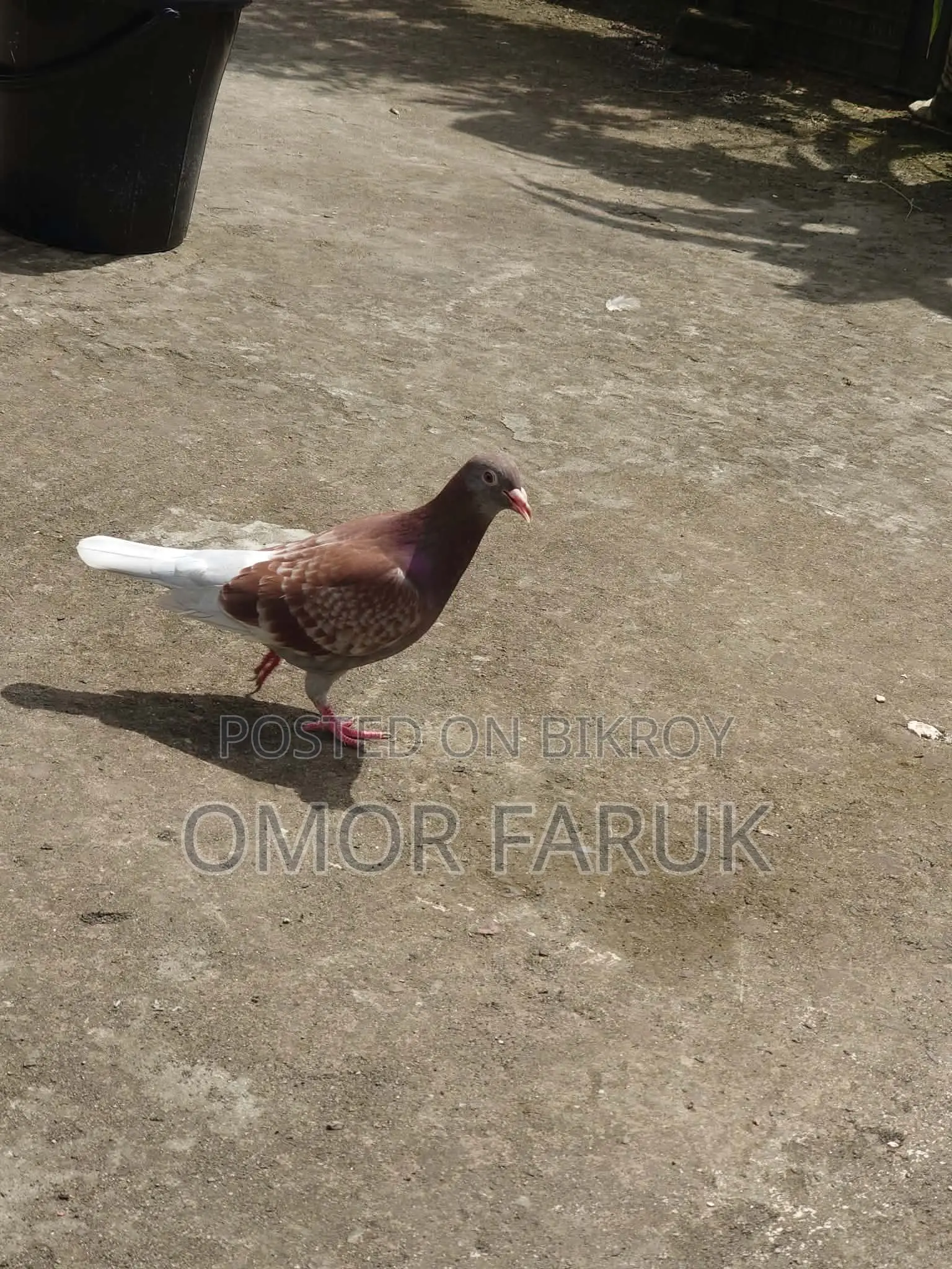রেড চেকার