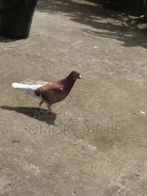 রেড চেকার
