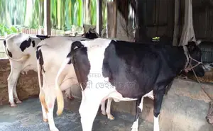 ১৬৮১নং ৩টি গভী গরু ভালো জাতের ।